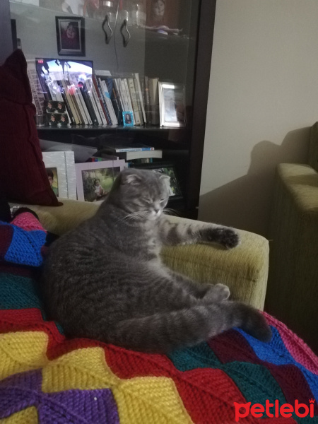 Scottish Fold, Kedi  Luna fotoğrafı