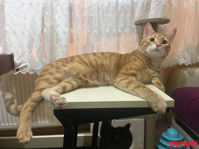 Sarman, Kedi  Çakıl fotoğrafı