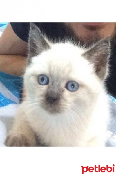 Siyam Kedisi, Kedi  saddam fotoğrafı