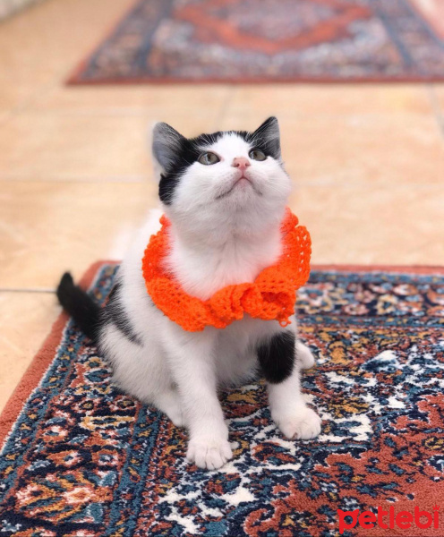 Tekir Kedi, Kedi  Chivas fotoğrafı