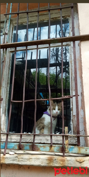 Tekir Kedi, Kedi  Pusu fotoğrafı