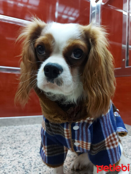 Cavalier King Charles Spanieli, Köpek  Arthur fotoğrafı