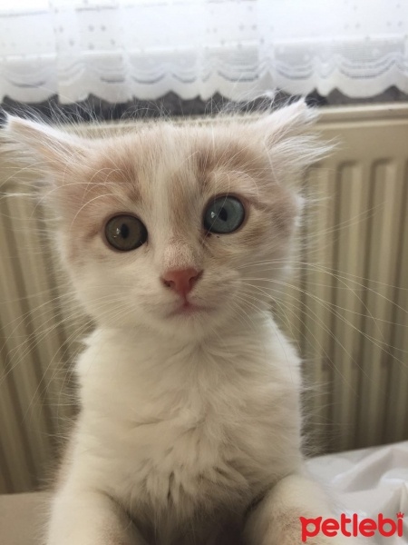 Tekir Kedi, Kedi  Balkız fotoğrafı