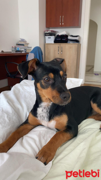 Doberman Pinscher, Köpek  Alice fotoğrafı