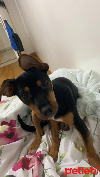 Doberman Pinscher, Köpek  Alice fotoğrafı