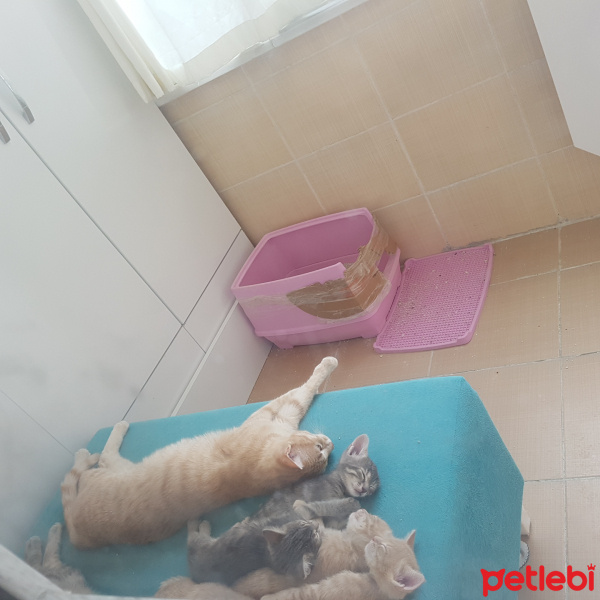 Tekir Kedi, Kedi  Sultan fotoğrafı