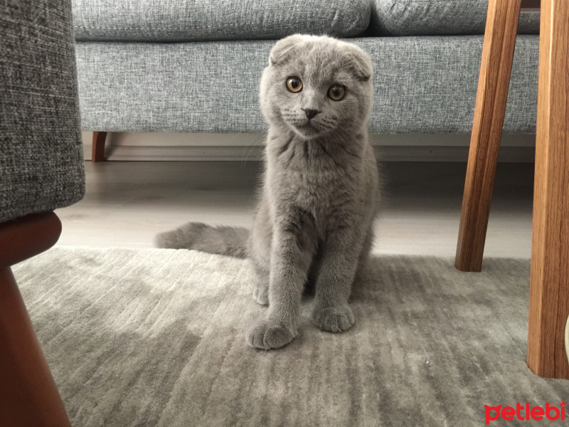 Scottish Fold, Kedi  asil fotoğrafı