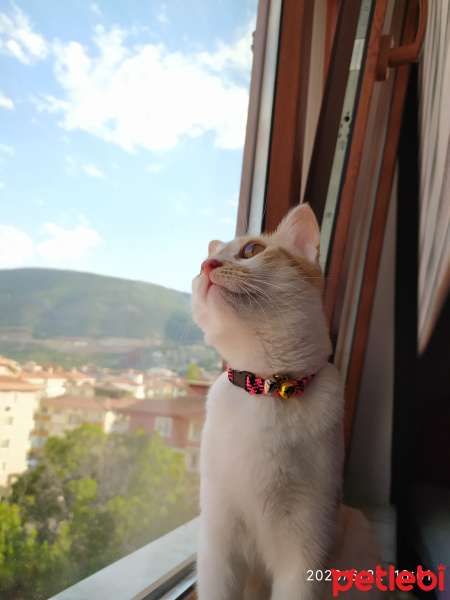 Sarman, Kedi  BAL fotoğrafı