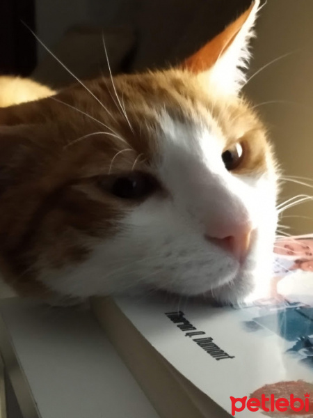 Sarman, Kedi  Keşkül fotoğrafı