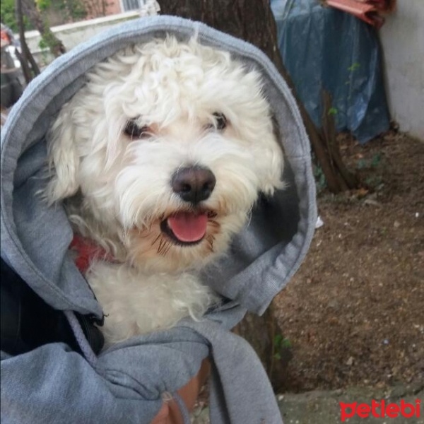 Maltese, Köpek  ponçik fotoğrafı