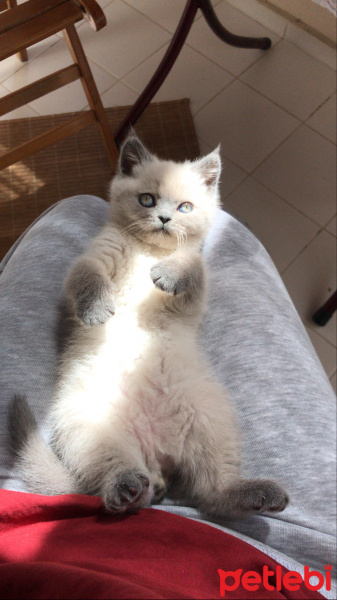 British Shorthair, Kedi  Luna fotoğrafı