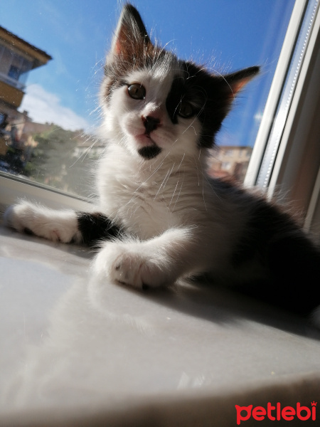 Tekir Kedi, Kedi  Lena fotoğrafı