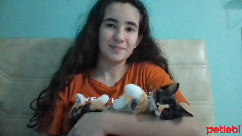 Tekir Kedi, Kedi  Mia fotoğrafı