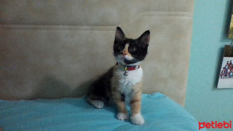 Tekir Kedi, Kedi  Mia fotoğrafı