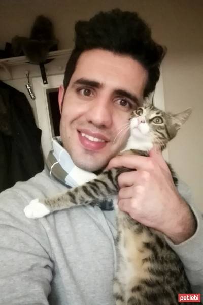 Tekir Kedi, Kedi  Samim fotoğrafı