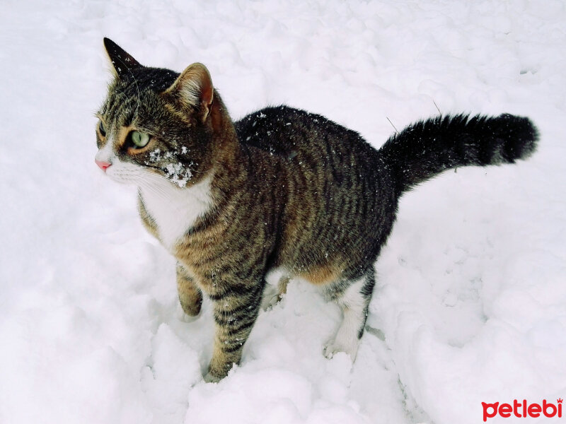 Tekir Kedi, Kedi  Samim fotoğrafı