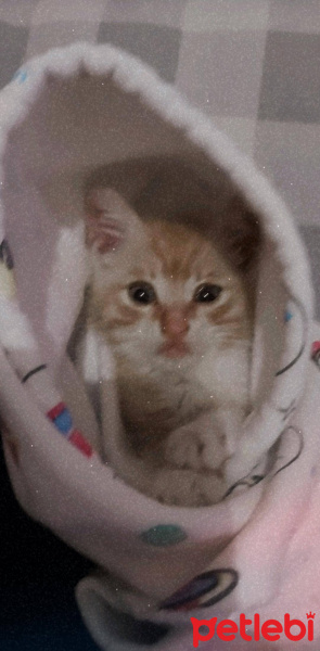 Tekir Kedi, Kedi  Sansli fotoğrafı