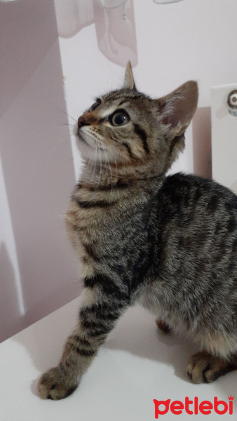 Tekir Kedi, Kedi  Sansli fotoğrafı