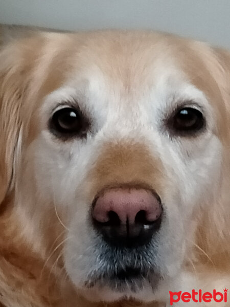 Golden Retriever, Köpek  Daisy ❤️ fotoğrafı