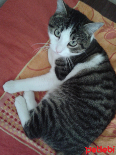 Tekir Kedi, Kedi  Raysaman fotoğrafı