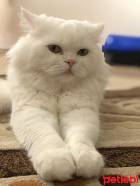 Chinchilla, Kedi  Albus fotoğrafı