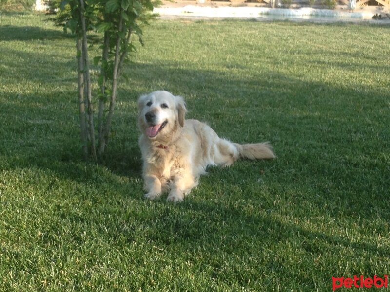 Golden Retriever, Köpek  bazi fotoğrafı