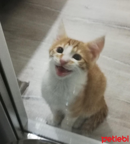 Sarman, Kedi  Mars fotoğrafı