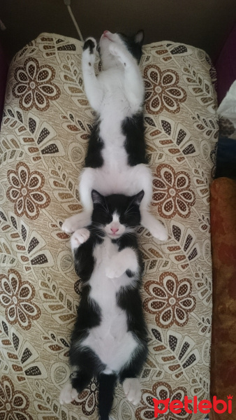 Tekir Kedi, Kedi  Tarçın fotoğrafı
