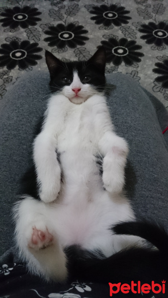 Tekir Kedi, Kedi  Gümüş fotoğrafı