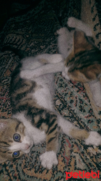 Tekir Kedi, Kedi  Pamuk fotoğrafı