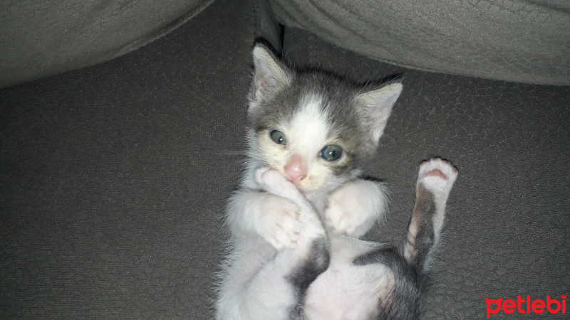 Tekir Kedi, Kedi  Pamuk fotoğrafı
