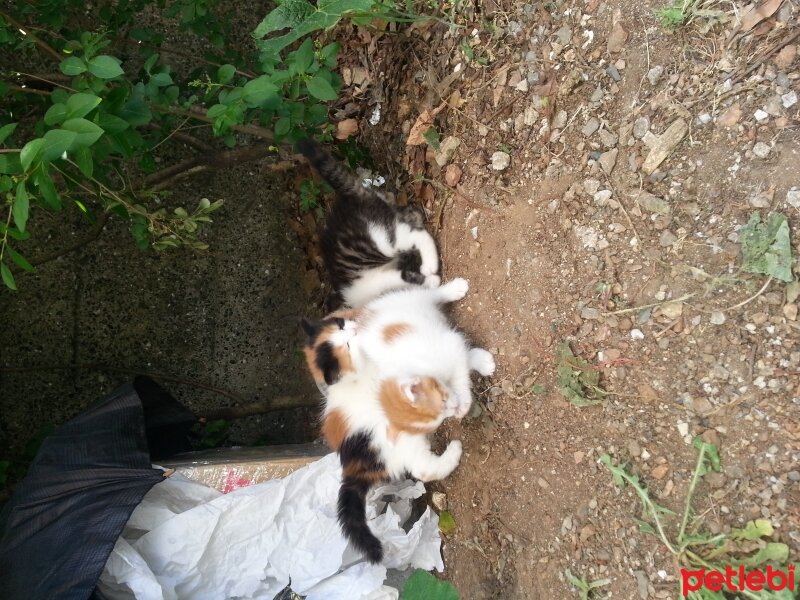 Ankara Kedisi, Kedi  sarman, harman, karman fotoğrafı