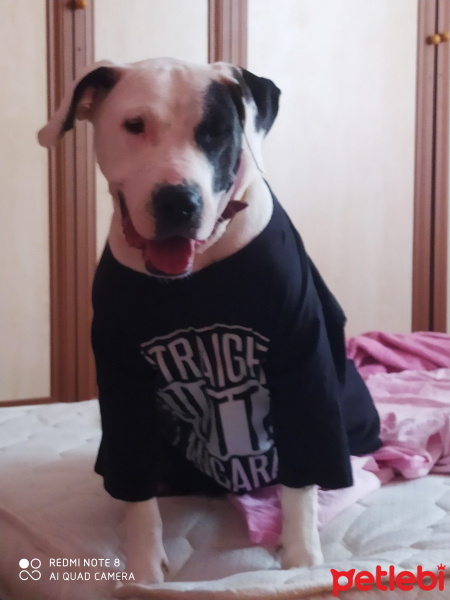 Dogo Arjantin, Köpek  Asya fotoğrafı