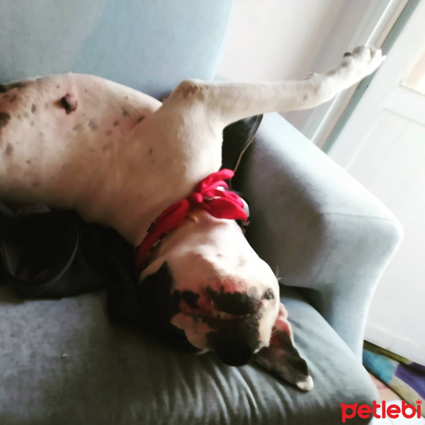 Dogo Arjantin, Köpek  Asya fotoğrafı