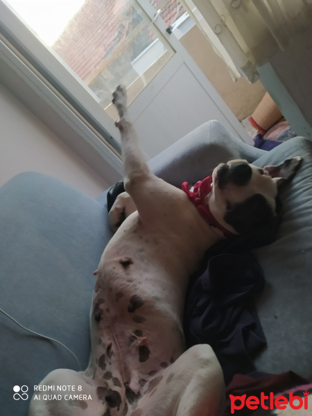 Dogo Arjantin, Köpek  Asya fotoğrafı