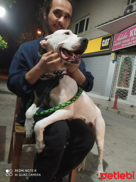 Dogo Arjantin, Köpek  Asya fotoğrafı