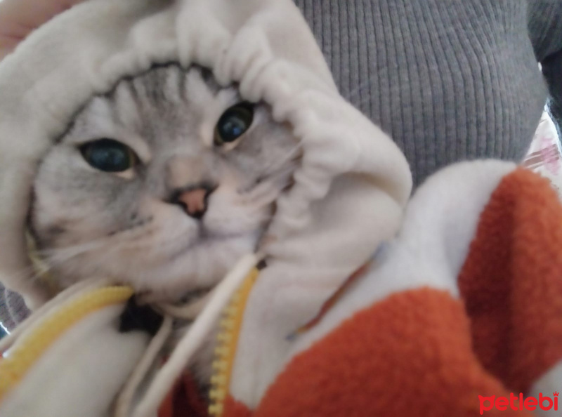 Scottish Fold, Kedi  Hera fotoğrafı