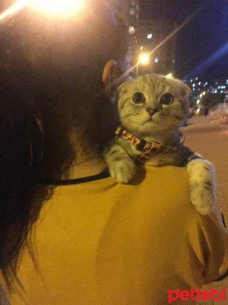 Scottish Fold, Kedi  Hera fotoğrafı