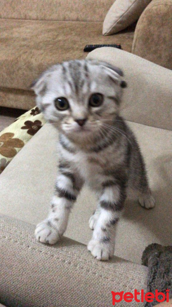 Scottish Fold, Kedi  Hera fotoğrafı