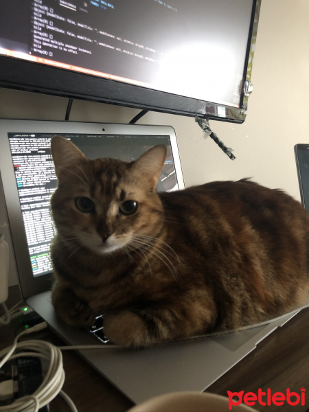 Tekir Kedi, Kedi  Tarçın fotoğrafı