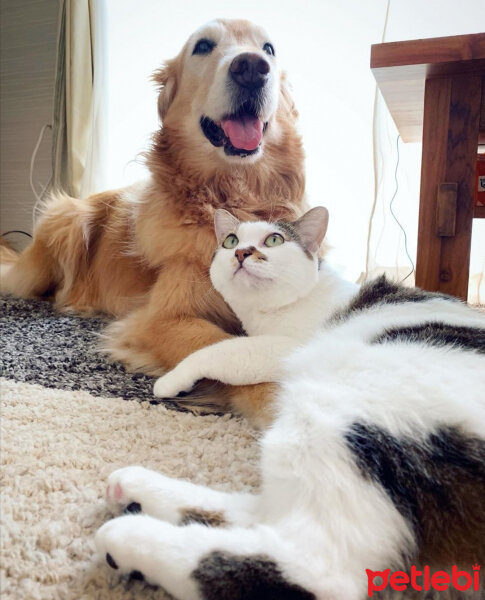 Golden Retriever, Köpek  Bobby ve Tommy fotoğrafı