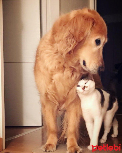 Golden Retriever, Köpek  Bobby ve Tommy fotoğrafı