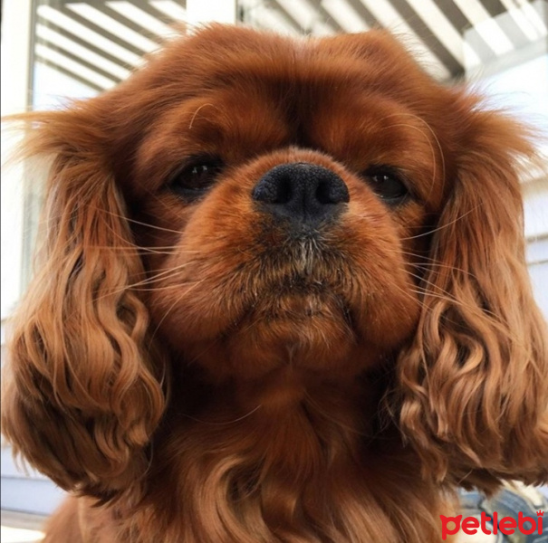 Cavalier King Charles Spanieli, Köpek  lilly fotoğrafı
