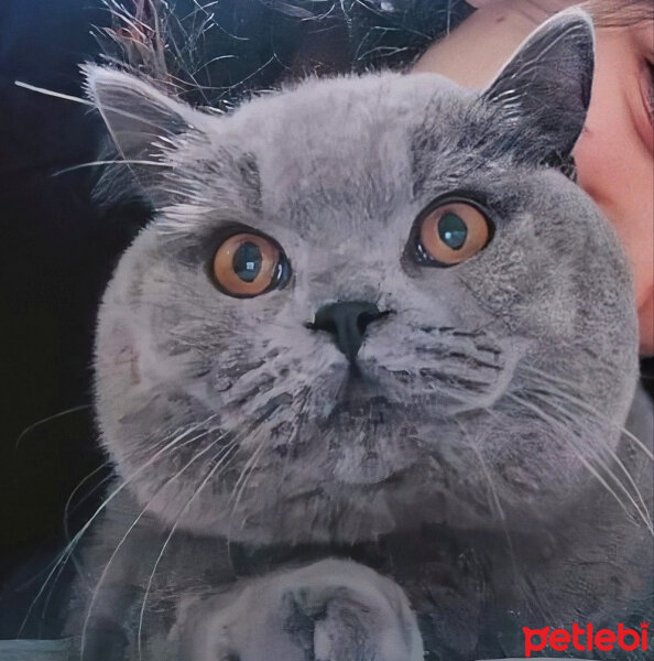 British Shorthair, Kedi  Felix fotoğrafı