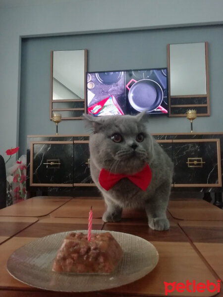 British Shorthair, Kedi  Felix fotoğrafı