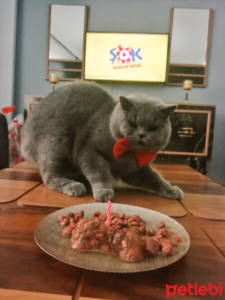 British Shorthair, Kedi  Felix fotoğrafı