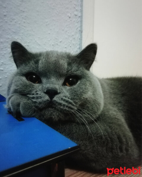 British Shorthair, Kedi  Felix fotoğrafı