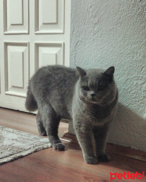 British Shorthair, Kedi  Felix fotoğrafı