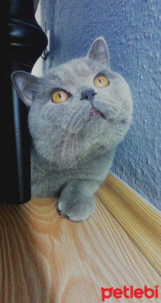 British Shorthair, Kedi  Felix fotoğrafı