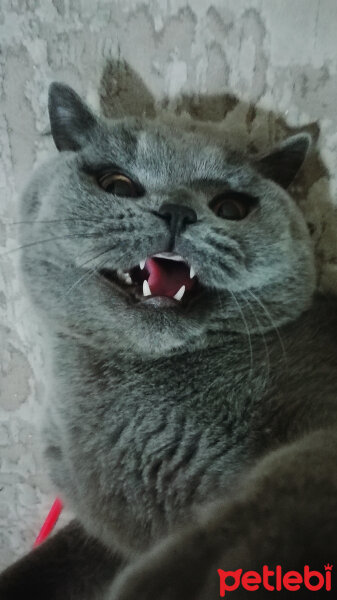 British Shorthair, Kedi  Felix fotoğrafı